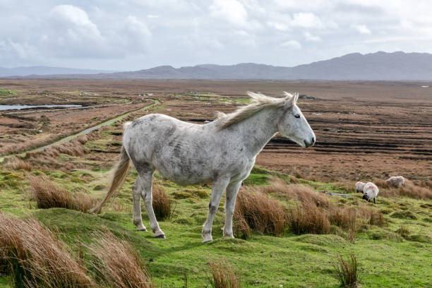 gray horse herding against idylic irirsh landscape