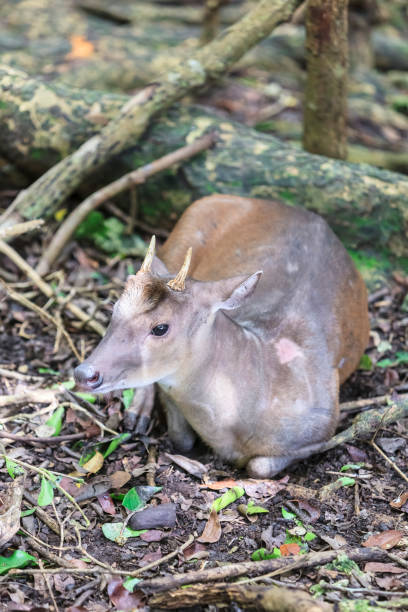 красный брокет дир, мазама американа (барбадос) - red brocket стоковые фото и изображения