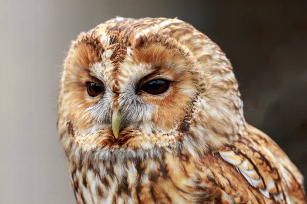 istock The tawny owl or brown owl 1071803714