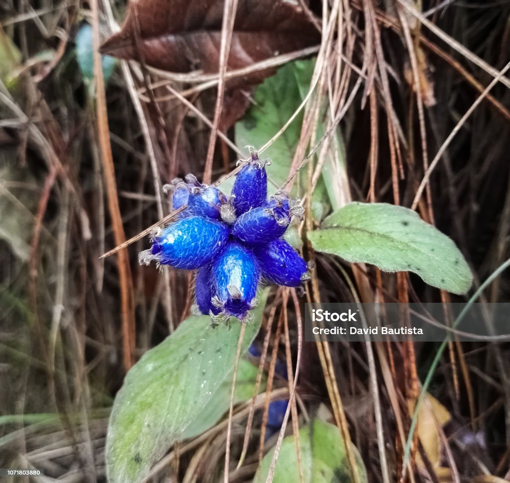 Photo libre de droit de Fleur Exotique Ou Graine De Bleu Étonnant  Apparaissant Dans Un Parc Naturel En Colombie banque d'images et plus  d'images libres de droit de Arbre en fleurs -