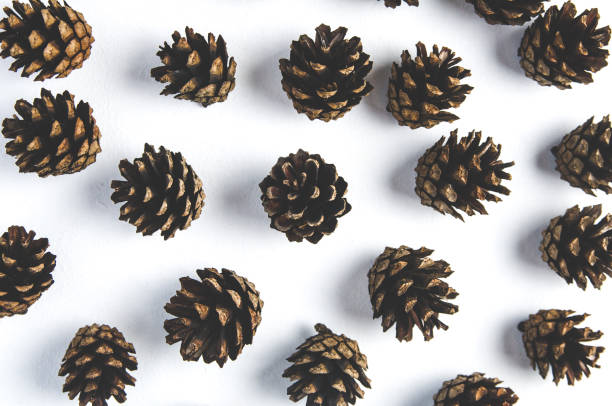 istock Pine cones on white background. Christmas decorations 1071806036