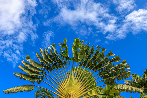 Ravenala madagascariensis commonly known as traveller's tree or traveller's palm