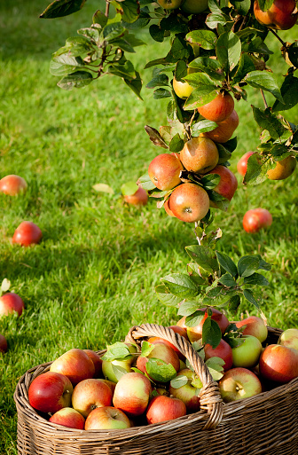 A basket full of ripe apples freshly picked
