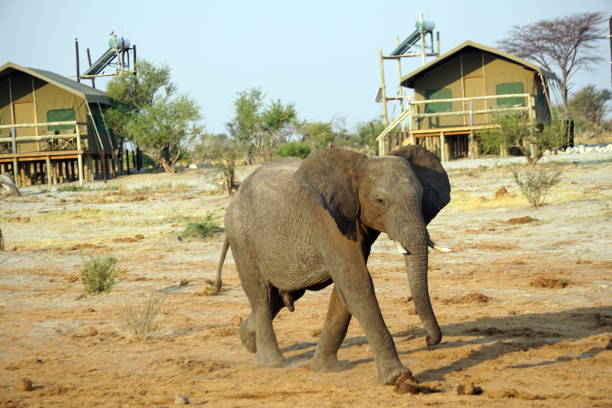 istock Elephant near a watering hole 1071808638