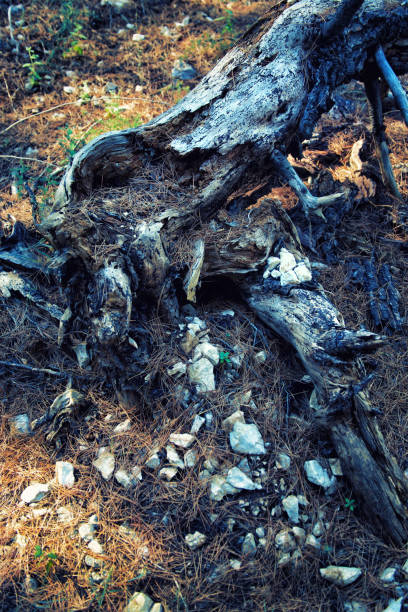 istock The dead old tree lies in the wild forest 1071808788