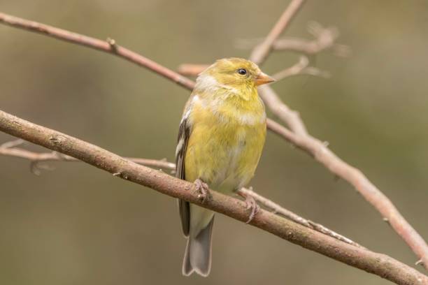 istock Female gold Finch 1071808954