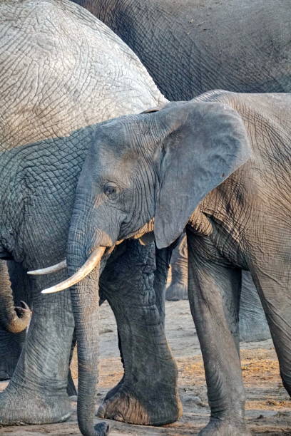 istock Elephants near a watering hole 1071808990