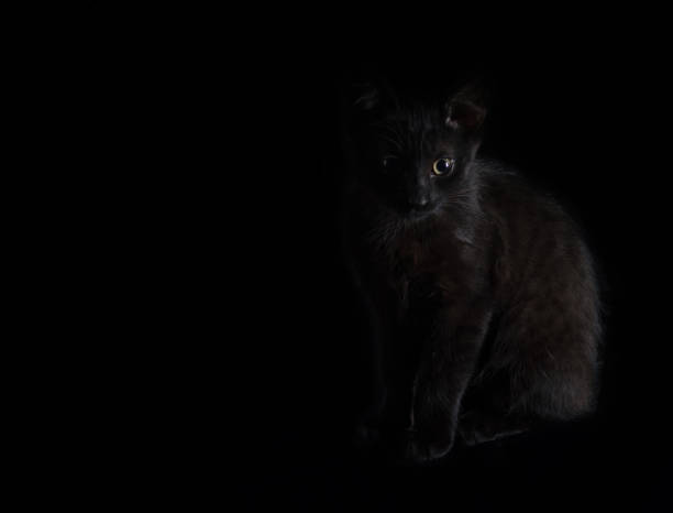 istock Black kitten with green eyes sits on a black background 1071812500