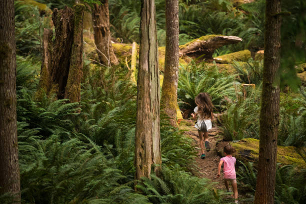 siostry zanurzone w bujnej przyrodzie - british columbia rainforest forest canada zdjęcia i obrazy z banku zdjęć