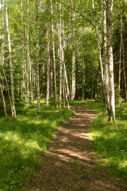 istock Trail in the woods in beautiful spring landscape. Walking path in the mixed forest. 1071814684
