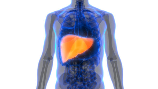 istock Human Liver Anatomy 1071814724