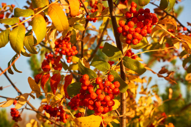 istock Red ashberry in the fall with yellow leaves at sunset. 1071814820