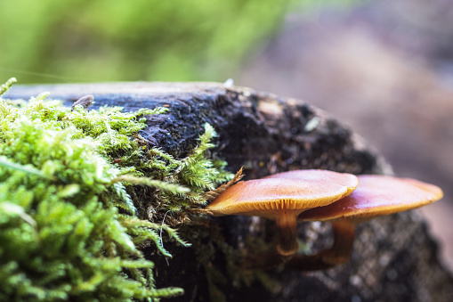 Mushrooms and moss on a tree trunk in the forest.