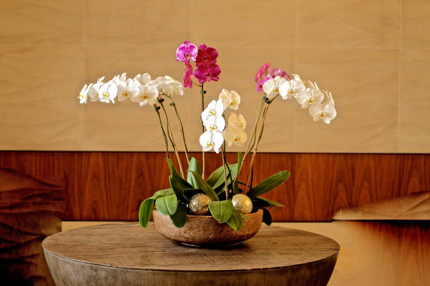 orquídea - orchid plants - fotografias e filmes do acervo