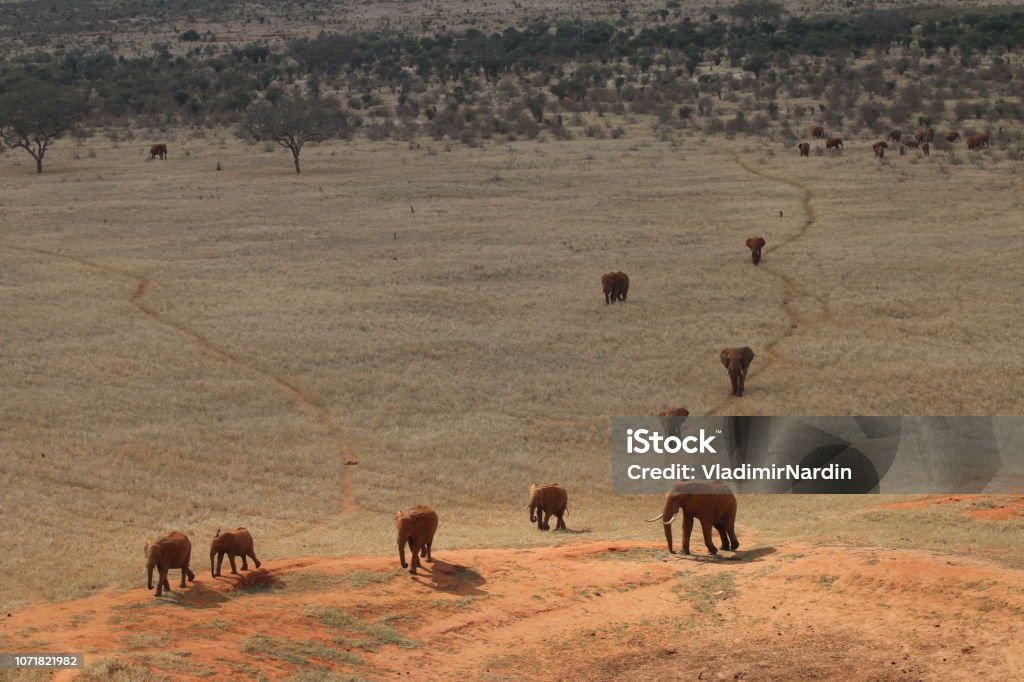 Group of Red Elephants Group of Red Elephants migrating through savannah in Tsavo East National Parki Kenya Aerial View Stock Photo
