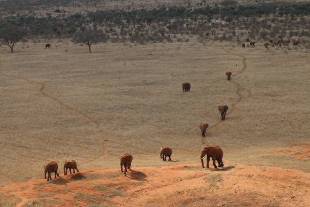 Group of Red Elephants Group of Red Elephants migrating through savannah in Tsavo East National Parki Kenya tsavo east national park stock pictures, royalty-free photos & images