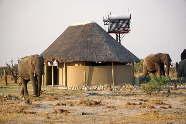 istock Elephants near a bath house 1071823446