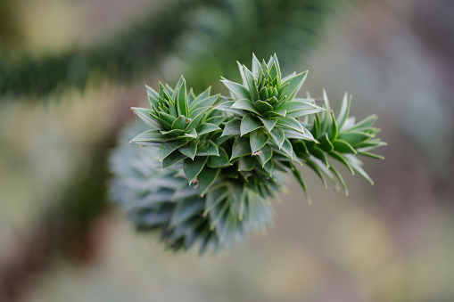Close-up of the leaves of the Araucaria araucana (monkey puzzle tree). Macro photography of nature.