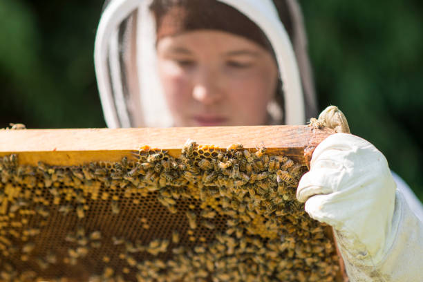 istock Soon To Be Honey 1071824436
