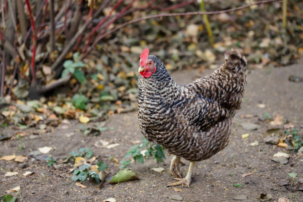 cuerpo completo de plymouth rock chicken (gallina rock barrado) en la granja - plymouth rock fotografías e imágenes de stock