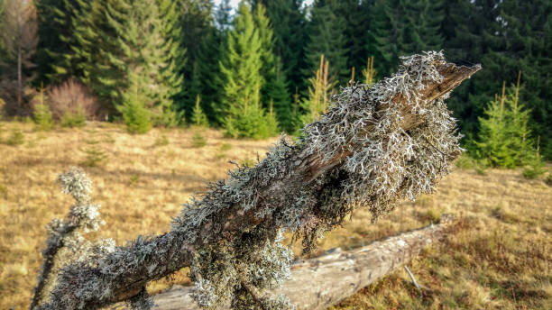 istock Autumn in the Carpathians 1071829884