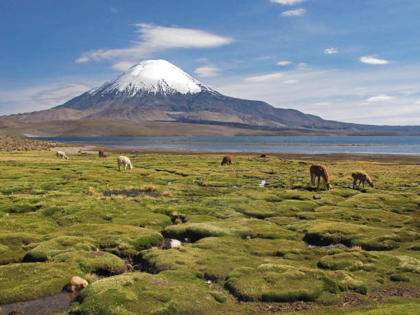 istock Volcano Parinacota and alpacas grazing in Chile 1071831728