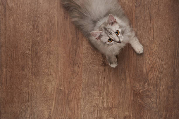 istock Gray kitty lay on wooden floor 1071838614