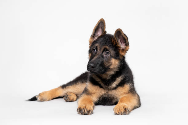 istock Beautiful German Shepherd Puppy Laying 1071839216
