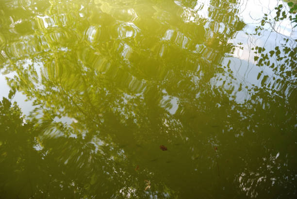 istock The amazing river Veleka 1071840452