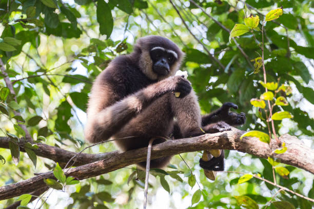 istock Gibbon eating banana on a tree 1071840772