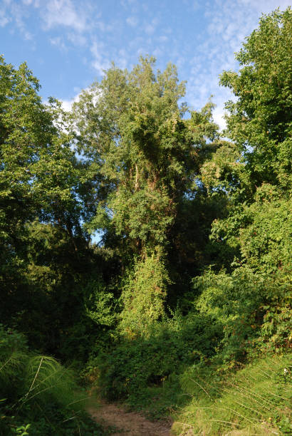 istock The amazing river Veleka 1071843770