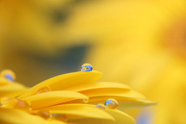 istock Closeup picture of transvaal daisy 1071849058