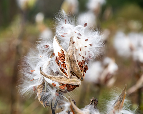 A milkweed plant, with multiple bursting seedpods and white filaments, flutter in the autumn wind.