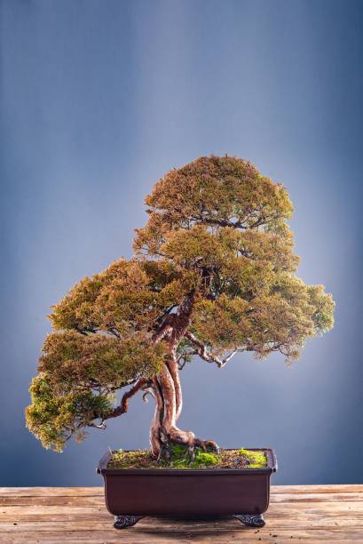 istock Bonsai tree in pot on grey background. 1071872564
