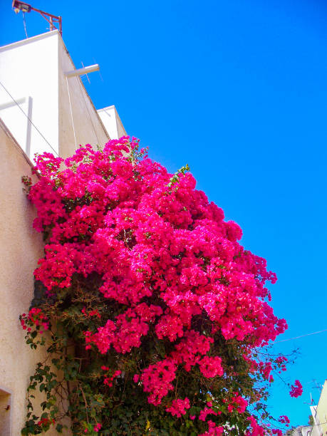 istock Bouganvillea 1071873050
