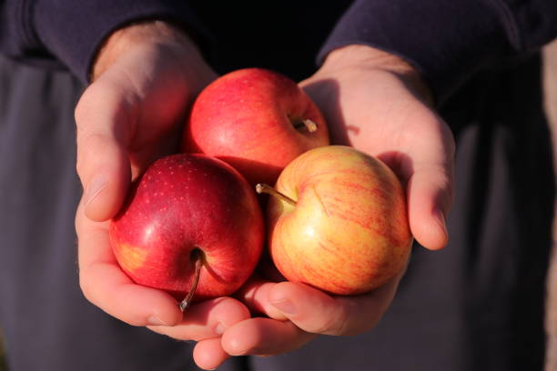 istock Holding apples, Slovenia 1071874624