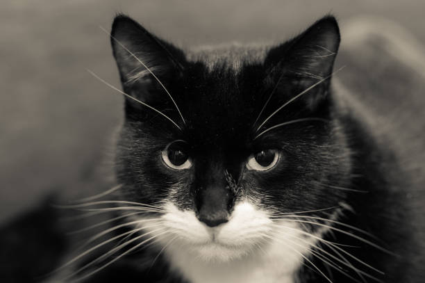 A suspicious looking mixed-bred (moggy) black and white cat.  Selective focus.  Cream toned image.