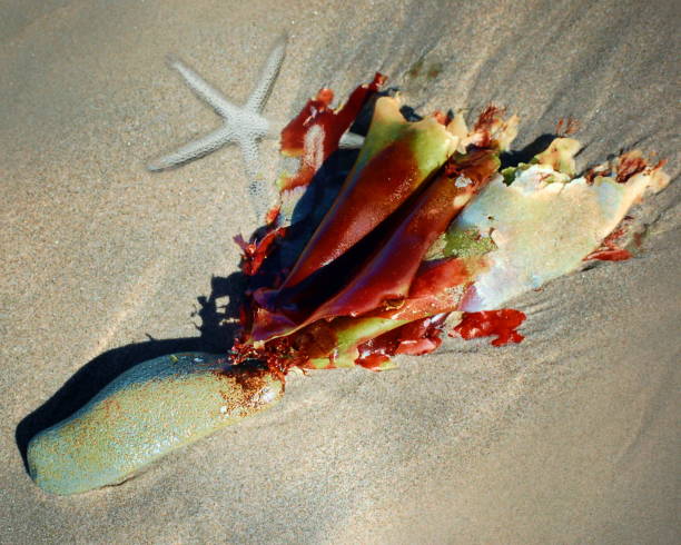 istock Beach Stone, Starfish and Sea Kelp 1071875160