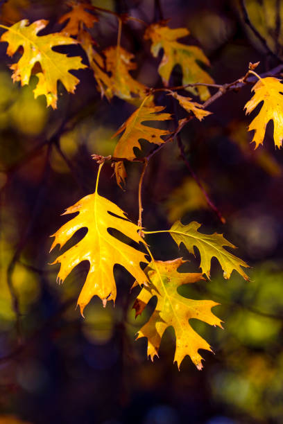 Autumn Colorful Leaves stock photo