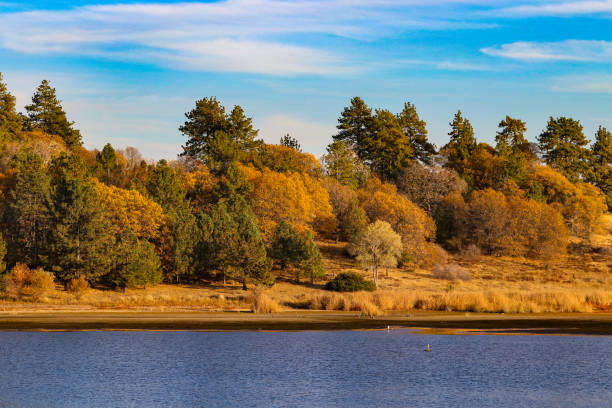 Treelined Autumn View By The Lake stock photo