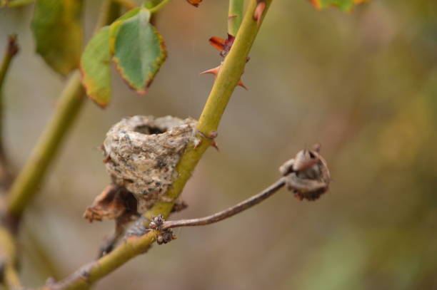 istock humming bird's nest on branch 1071885490