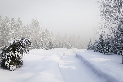 Digitally generated morning winter scene with lot of conifer trees such as fir, spruces and pine. All covered with snow.

The scene was rendered with photorealistic shaders and lighting in Autodesk® 3ds Max 2016 with V-Ray 3.6 with some post-production added.
