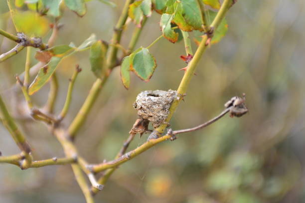 istock humming bird's nest on branch 1071885570