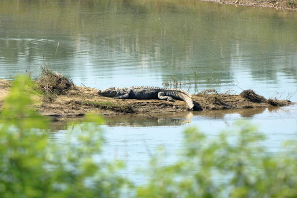Mugger crocodile at rapti river in Chitwan National Park in Nepal Mugger crocodile at rapti river in Chitwan National Park, Nepal chitwan national park photos stock pictures, royalty-free photos & images