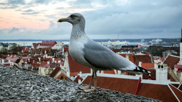 istock Seagull fly in front of Tallinn panorama 1071888940