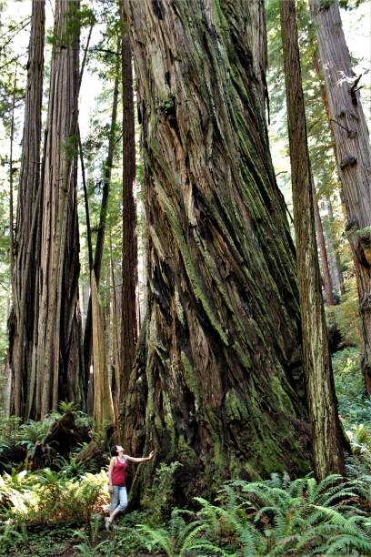 istock Person standing next to large redwood tree 1071892890