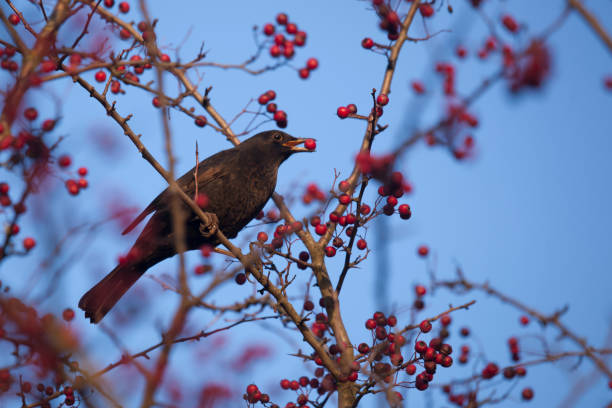 istock Blackbird eating autumn berries 1071896514