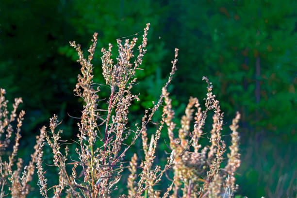 istock Dry plant stems on blurred background. Selective focus. 1071900682
