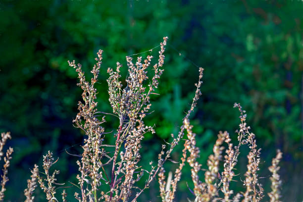 istock Dry plant stems on blurred background. Selective focus. 1071900686