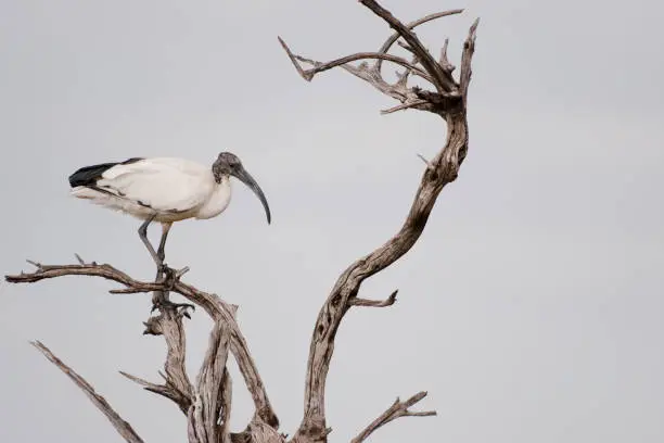 Sacred ibis standing on a dead tree limb in profile view.